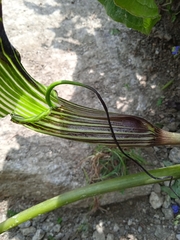 Arisaema utile