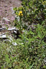 Senecio integerrimus major