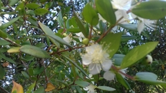 Myrtus