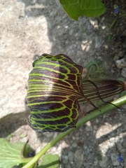 Arisaema utile