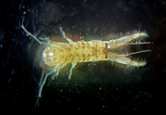 Corophiidae