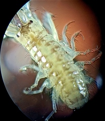 Corophiidae