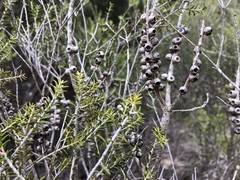 Melaleuca acuminata