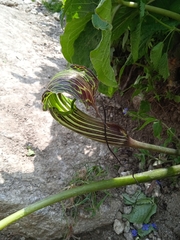 Arisaema utile
