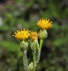 Senecio integerrimus major