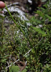 Senecio integerrimus major
