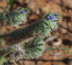 Anchusa aggregata