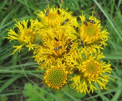 Berkheya umbellata