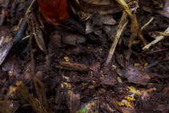 Cortinarius persplendidus