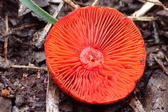 Cortinarius persplendidus