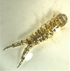 Corophiidae