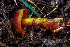 Cortinarius persplendidus