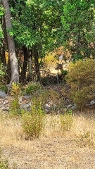 Cervus elaphus corsicanus