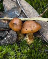 Cortinarius sinapicolor