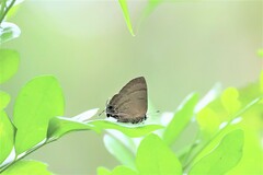 Rapala varuna formosana