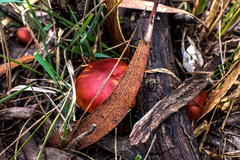 Cortinarius persplendidus