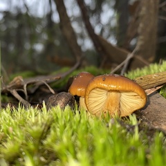 Cortinarius sinapicolor