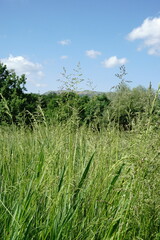 Poa trivialis sylvicola