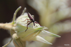 Rhinotia suturalis
