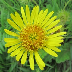 Berkheya speciosa