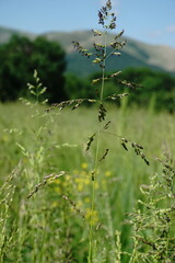 Poa trivialis sylvicola
