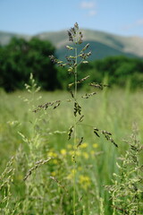 Poa trivialis sylvicola