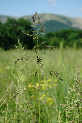 Poa trivialis sylvicola