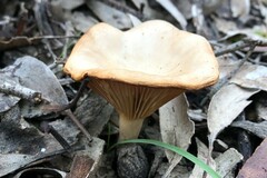 Singerocybe