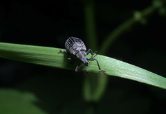 Polydrusus pilosus
