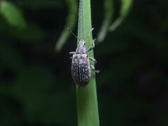 Polydrusus pilosus