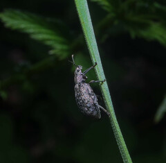 Polydrusus pilosus