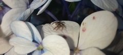 Salticidae