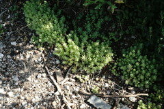 Sedum pallidum
