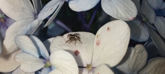 Salticidae
