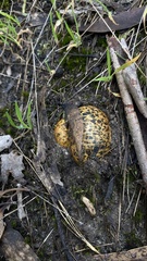 Pisolithus marmoratus