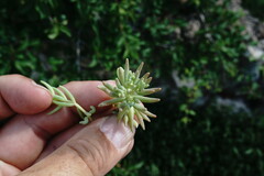 Sedum pallidum