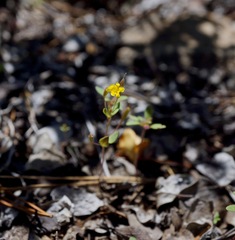 Erythranthe pulsiferae