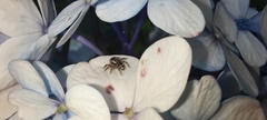 Salticidae