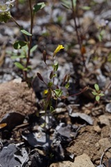 Erythranthe pulsiferae