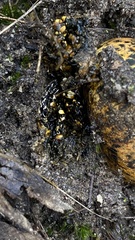 Pisolithus marmoratus