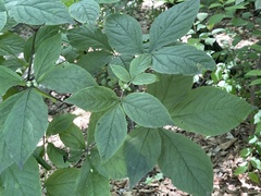 Eleutherococcus sessiliflorus