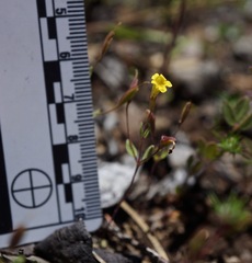 Erythranthe pulsiferae