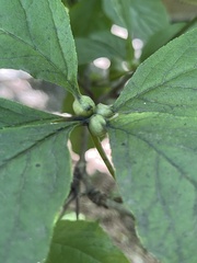 Eleutherococcus sessiliflorus