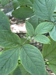 Eleutherococcus sessiliflorus