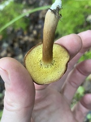 Xerocomus squamulosus