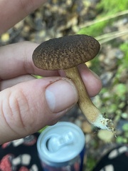 Xerocomus squamulosus