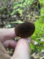 Xerocomus squamulosus