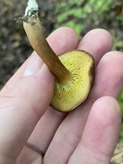 Xerocomus squamulosus