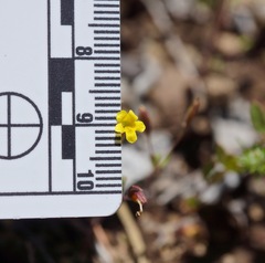 Erythranthe pulsiferae