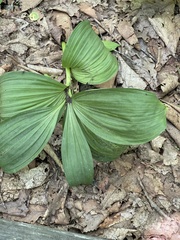 Veratrum nigrum